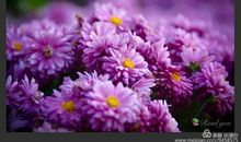 暖一季花香珍藏