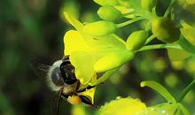 那根墙边的小草滋润着我的心田