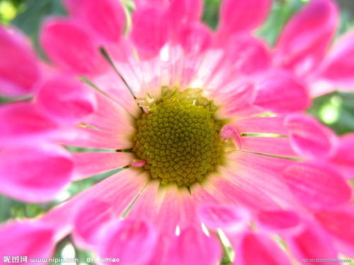 菊花祝福