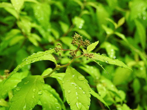 露水在绿色的植物上