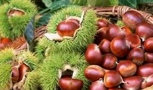 记忆中的板栗香