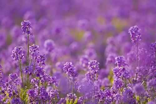 谦虚之花