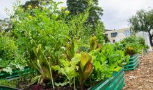 美丽的菜园子作文三年级