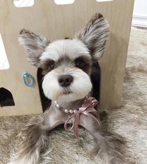 雪纳瑞犬