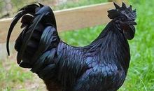 不好惹的“战斗鸡”