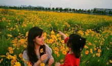 徜徉于菊的世界