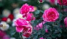 因为有你所以温暖