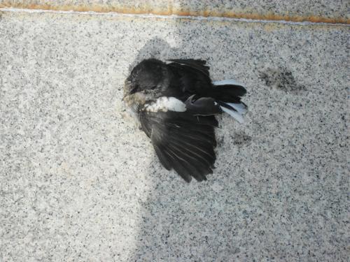 痛苦的鸟