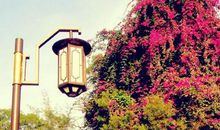 感恩的花开在获奖的路上