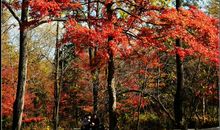 朽木生萤火枯骨一相逢