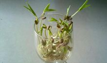 绿豆发芽趣