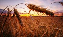 等待夏日时节的收获