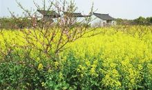 扫墓、踏青两不误