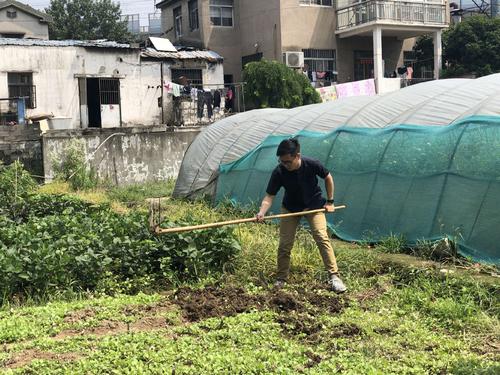 养土豆的故事
