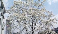 我心中的那棵玉兰树