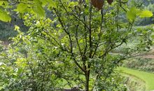 写给天堂的外公