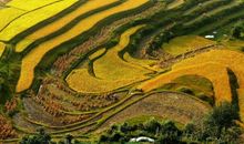 田野让我陶醉了