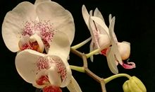 我陶醉于梅之魂