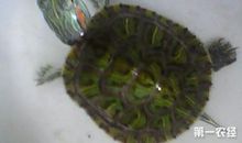 惹人喜爱的巴西龟