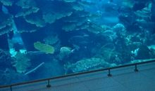 超市里的“水族馆”