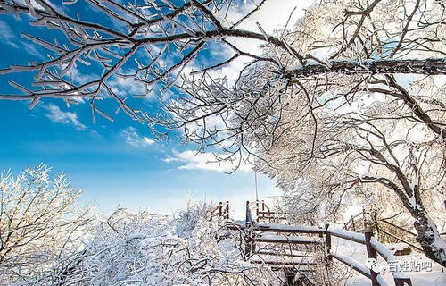 在雪中飞舞的问候