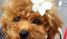 我想当一回小狗