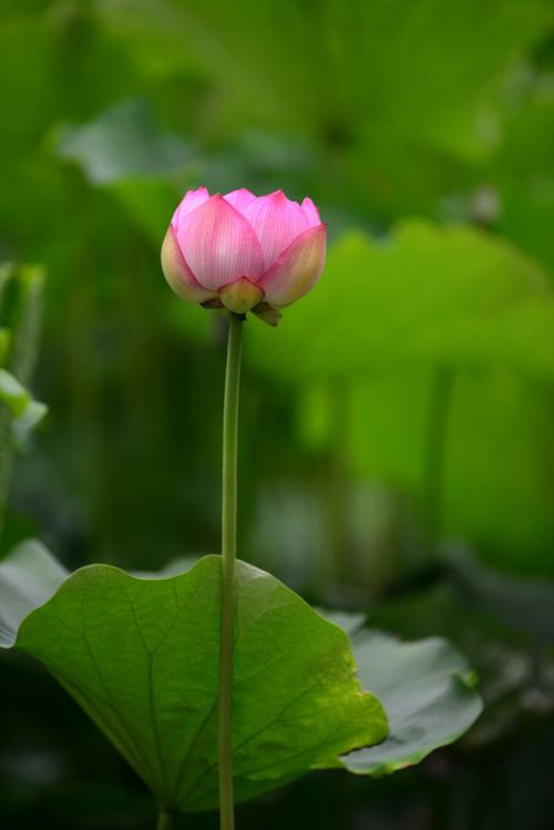 花到处绽放