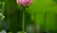 花开花落遍地芬芳