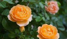 修枝的经历，有点意思