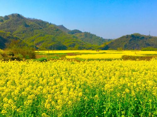 我关于油菜花的故事