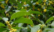 又到金桂飘香时