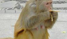 松鼠智斗山大王