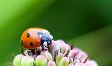 小瓢虫的坚强精神