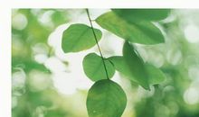 窗外的树叶绿了