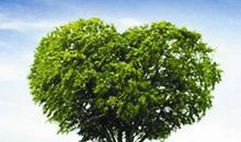 我是怎样一棵树