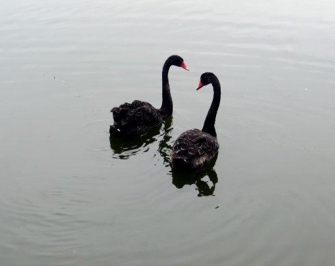 向往自由的黑天鹅