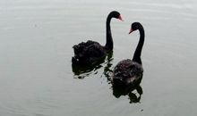 渴望自由的黑天鹅