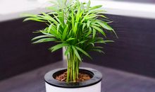 迷你绿植——水培晴思草