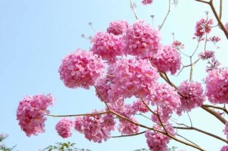心灵深处有一棵开花的树