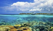 小鸡的天空之旅