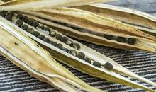 播种法律的种子