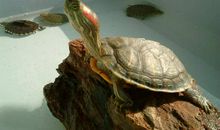 巴西龟“豆豆”