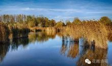风拂柳岸