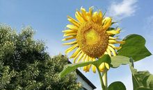 向向日葵那样生活