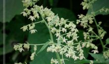 最不引人注目的小草