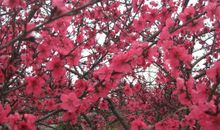 桃花林里的秘密