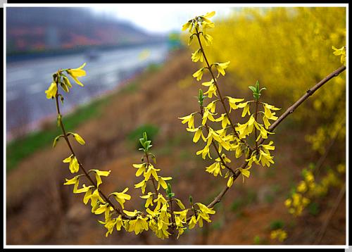 冬季茉莉花的故事