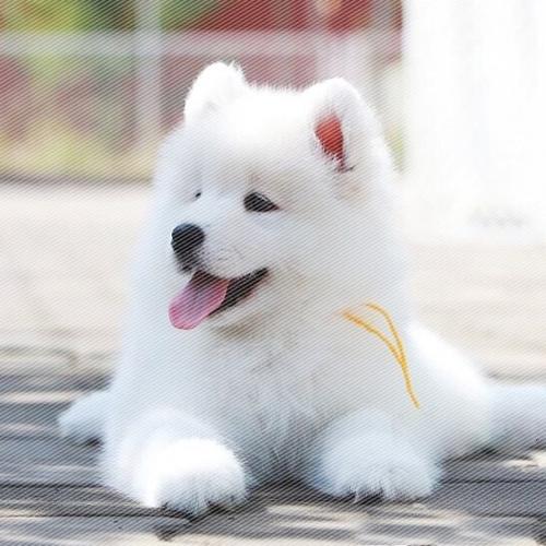 萨摩耶