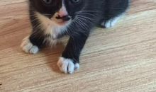 小猫“乌云踏雪”