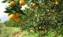 金秋时节桔子飘香